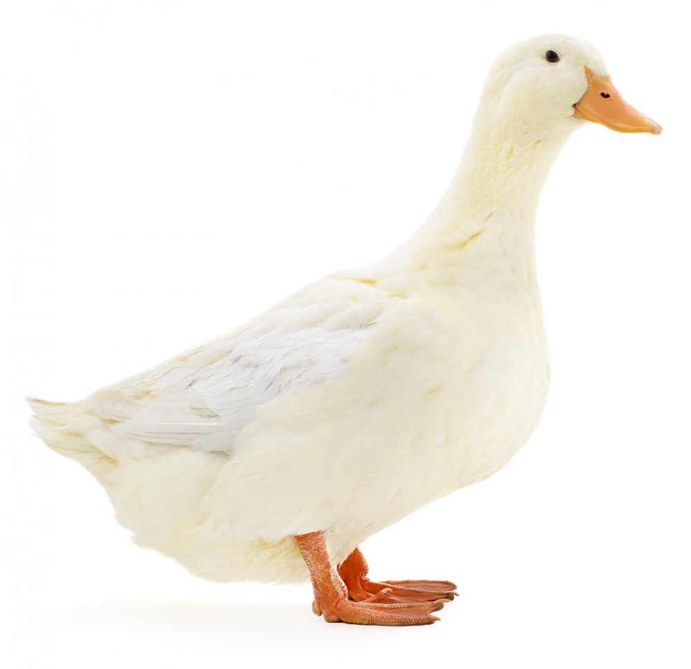 white-duck-white